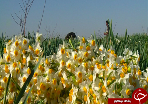 مهمان زمستانی گرمابخش زندگی کشاورزان