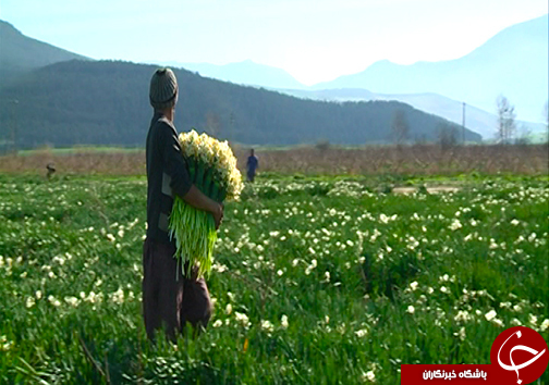 مهمان زمستانی گرمابخش زندگی کشاورزان