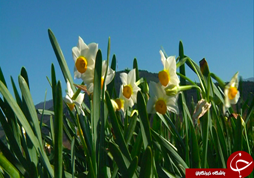 مهمان زمستانی گرمابخش زندگی کشاورزان