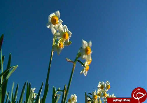 مهمان زمستانی گرمابخش زندگی کشاورزان