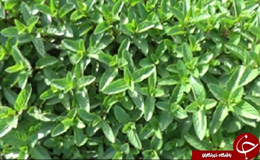 خوزستان؛ قطب تولید سبزی در کشور + فیلم