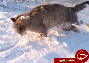 سرمای شدید قزاقستان به حیوانات در حال حرکت هم رحم نکرد!+تصاویر