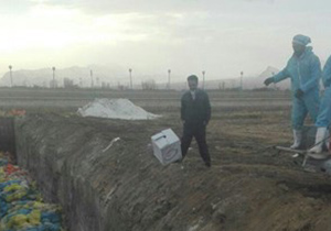 معدوم‌‌سازی 500 هزار قطعه مرغ مبتلا به آنفلوآنزای فوق حاد پرندگان