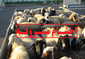 احشام سرقتی در پلدختر کشف شد