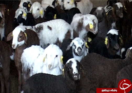 اصلاح نژاد ۳ هزار راس دام سبک در لرستان/ دوقلوزایی از مهمترین مزایای اصلاح نژاد دام + تصاویر اصلاح نژاد ۳ هزار راس دام سبک در لرستان/ دوقلوزایی از مهمترین مزایای اصلاح نژاد دام + تصاویر