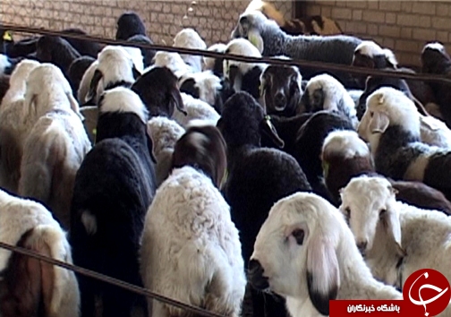 اصلاح نژاد ۳ هزار راس دام سبک در لرستان/ دوقلوزایی از مهمترین مزایای اصلاح نژاد دام + تصاویر اصلاح نژاد ۳ هزار راس دام سبک در لرستان/ دوقلوزایی از مهمترین مزایای اصلاح نژاد دام + تصاویر