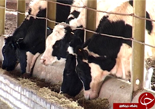 اصلاح نژاد ۳ هزار راس دام سبک در لرستان/ دوقلوزایی از مهمترین مزایای اصلاح نژاد دام + تصاویر اصلاح نژاد ۳ هزار راس دام سبک در لرستان/ دوقلوزایی از مهمترین مزایای اصلاح نژاد دام + تصاویر