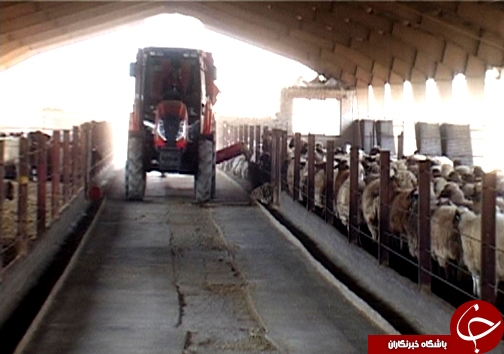 اصلاح نژاد ۳ هزار راس دام سبک در لرستان/ دوقلوزایی از مهمترین مزایای اصلاح نژاد دام + تصاویر اصلاح نژاد ۳ هزار راس دام سبک در لرستان/ دوقلوزایی از مهمترین مزایای اصلاح نژاد دام + تصاویر