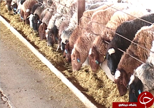 اصلاح نژاد ۳ هزار راس دام سبک در لرستان/ دوقلوزایی از مهمترین مزایای اصلاح نژاد دام + تصاویر اصلاح نژاد ۳ هزار راس دام سبک در لرستان/ دوقلوزایی از مهمترین مزایای اصلاح نژاد دام + تصاویر