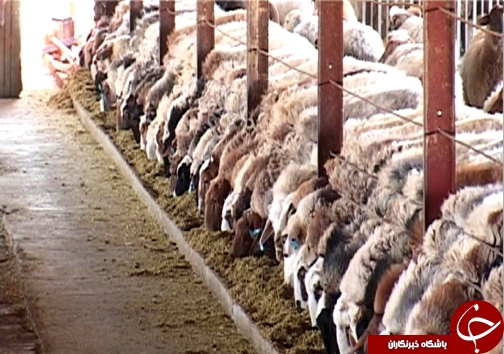 اصلاح نژاد ۳ هزار راس دام سبک در لرستان/ دوقلوزایی از مهمترین مزایای اصلاح نژاد دام + تصاویر