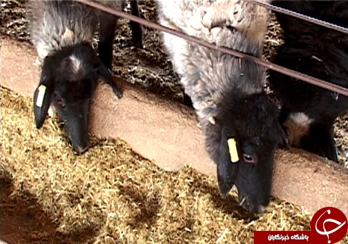 اصلاح نژاد ۳ هزار راس دام سبک در لرستان/ دوقلوزایی از مهمترین مزایای اصلاح نژاد دام + تصاویر اصلاح نژاد ۳ هزار راس دام سبک در لرستان/ دوقلوزایی از مهمترین مزایای اصلاح نژاد دام + تصاویر