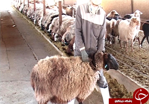 اصلاح نژاد ۳ هزار راس دام سبک در لرستان/ دوقلوزایی از مهمترین مزایای اصلاح نژاد دام + تصاویر اصلاح نژاد ۳ هزار راس دام سبک در لرستان/ دوقلوزایی از مهمترین مزایای اصلاح نژاد دام + تصاویر