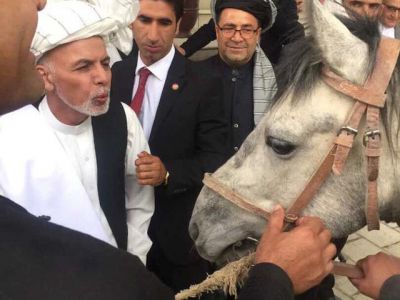 هزینه هنگفت نگهداری از اسب فرمانده کشته شده داعش در افغانستان!