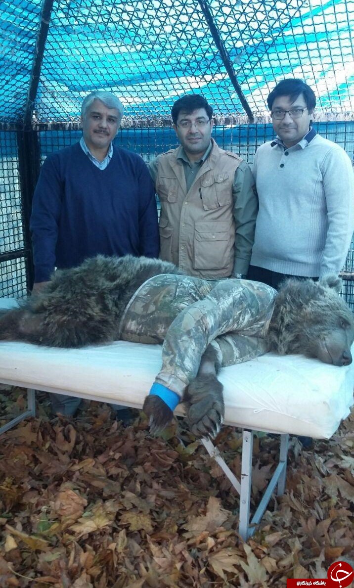 گفت&zwnj;وگو با دامپزشک معالج توله خرس تصادفی گچسر+تصاویر