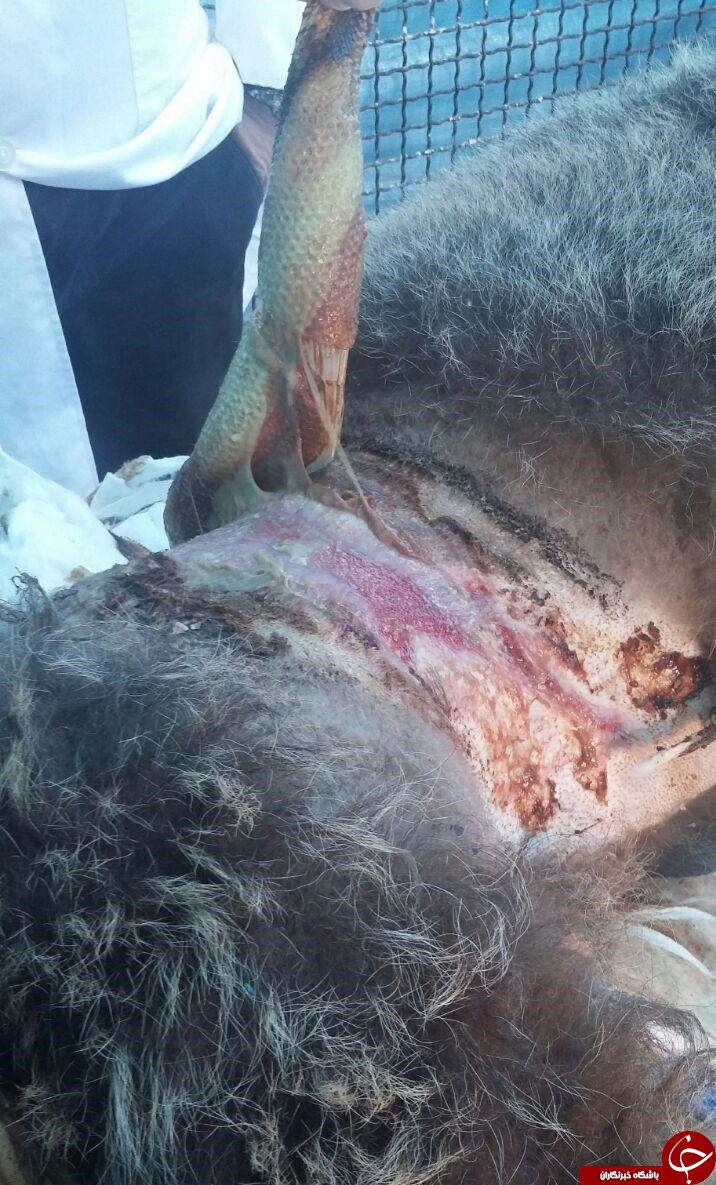 گفت&zwnj;وگو با دامپزشک معالج توله خرس تصادفی گچسر+تصاویر