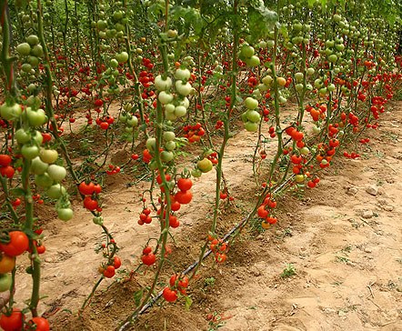 اراضی خوزستان زیر کشت گوجه فرنگی رفت