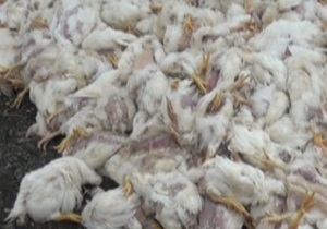 تلف شدن  ۴۵ هزار قطعه مرغ تخمگذار به دلیل شیوع آنفلوانزای پرندگان درمهریز