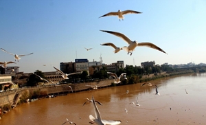 گام برداشتن به‌سوی پرنده‎نگری در خوزستان