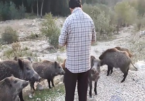 غدا دادن به گرازهای وحشی! + فیلم