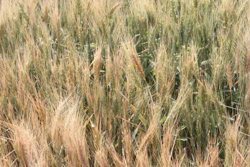 خسارت 80 درصدی خشکسالی به مزارع دیم دزفول