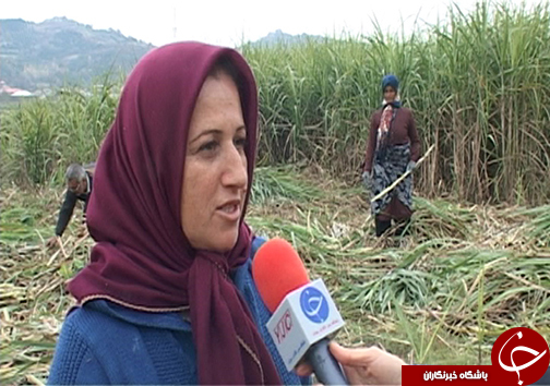 زمستان شیرین مازندرانی&zwnj; ها با برداشت شکر سرخ