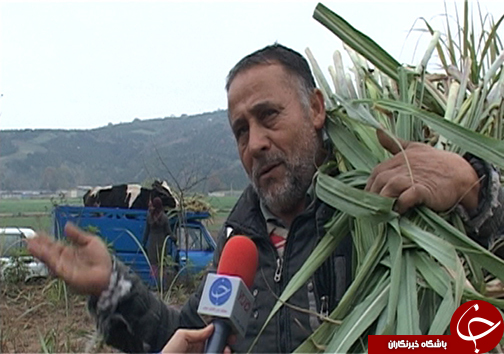 زمستان شیرین مازندرانی&zwnj; ها با برداشت شکر سرخ