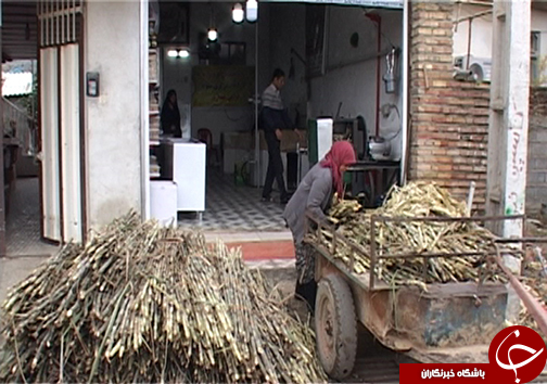 زمستان شیرین مازندرانی&zwnj; ها با برداشت شکر سرخ
