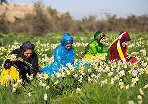 کازرون میزبان ششمین جشنواره گل نرگس