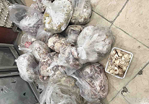 معدوم سازی ۲۸۵ کیلوگرم گوشت فاسد در شیراز