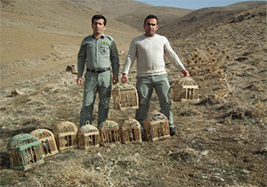 دستگیری ۲ نفر متخلف زنده گیری پرندگان وحشی در بوکان