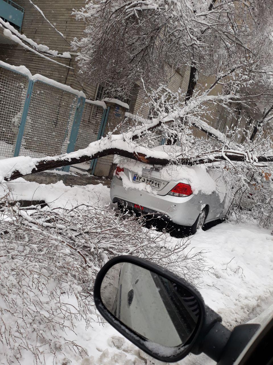 سقوط درخت روی خودرو در آریاشهر + عکس