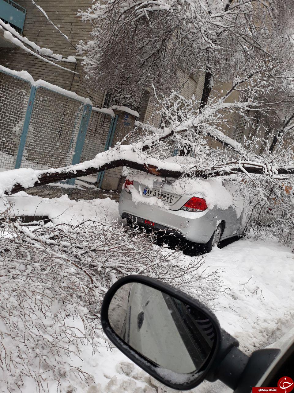 سقوط درخت روی خودرو در آریاشهر + عکس