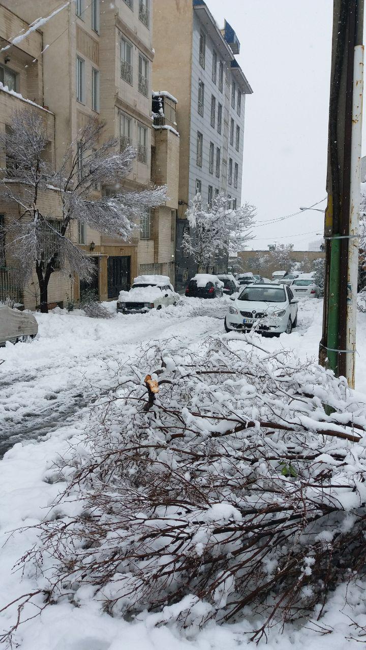 شهرداری همچنان برای سبک کردن درختان دست به دامان شهروندان