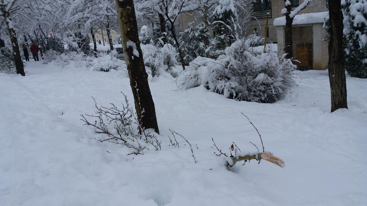 شهرداری همچنان برای سبک کردن درختان دست به دامان شهروندان