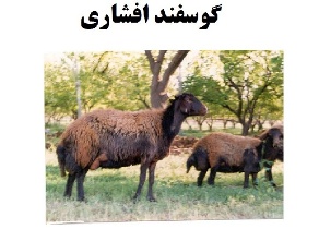 گوسفندان وارداتی توان رقابت با نژاد افشاری زنجان را ندارند