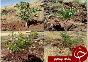 کشت گیاهان دارویی در شهرستان جوانرود