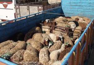 دستگیری سارقان احشام