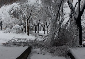 سقوط درخت لانه جاسوسی سابق آمریکا+عکس
