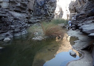 شناسایی زیستگاه جدید پلنگ و خرس در سرباز