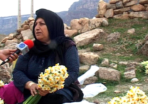 آغاز برداشت گل نرگس در شهرستان پلدختر / یک میلیون و دویست شاخه گل نرگس در لرستان برداشت می&zwnj;شود