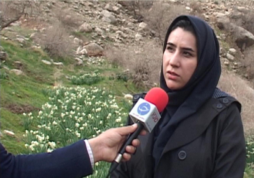 آغاز برداشت گل نرگس در شهرستان پلدختر / یک میلیون و دویست شاخه گل نرگس در لرستان برداشت می&zwnj;شود