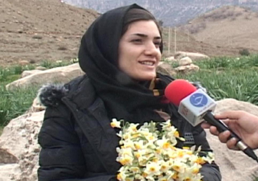آغاز برداشت گل نرگس در شهرستان پلدختر / یک میلیون و دویست شاخه گل نرگس در لرستان برداشت می&zwnj;شود