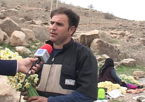آغاز برداشت گل نرگس در شهرستان پلدختر / یک میلیون و دویست شاخه گل نرگس در لرستان برداشت می&zwnj;شود