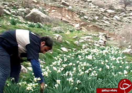آغاز برداشت گل نرگس در شهرستان پلدختر / یک میلیون و دویست شاخه گل نرگس در لرستان برداشت می&zwnj;شود