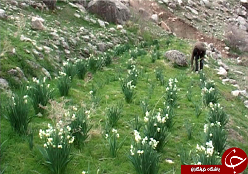 آغاز برداشت گل نرگس در شهرستان پلدختر / یک میلیون و دویست شاخه گل نرگس در لرستان برداشت می&zwnj;شود