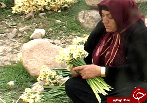 آغاز برداشت گل نرگس در شهرستان پلدختر / یک میلیون و دویست شاخه گل نرگس در لرستان برداشت می&zwnj;شود