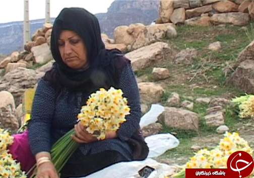 آغاز برداشت گل نرگس در شهرستان پلدختر / یک میلیون و دویست شاخه گل نرگس در لرستان برداشت می&zwnj;شود