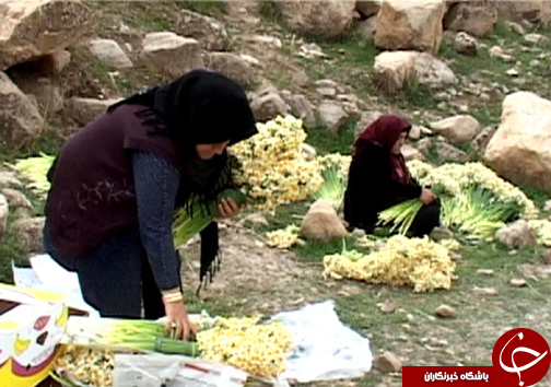 آغاز برداشت گل نرگس در شهرستان پلدختر / یک میلیون و دویست شاخه گل نرگس در لرستان برداشت می&zwnj;شود