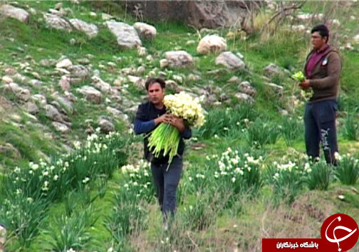 آغاز برداشت گل نرگس در شهرستان پلدختر / یک میلیون و دویست شاخه گل نرگس در لرستان برداشت می&zwnj;شود