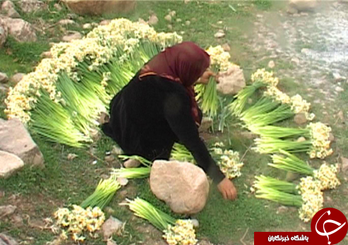 آغاز برداشت گل نرگس در شهرستان پلدختر / یک میلیون و دویست شاخه گل نرگس در لرستان برداشت می&zwnj;شود